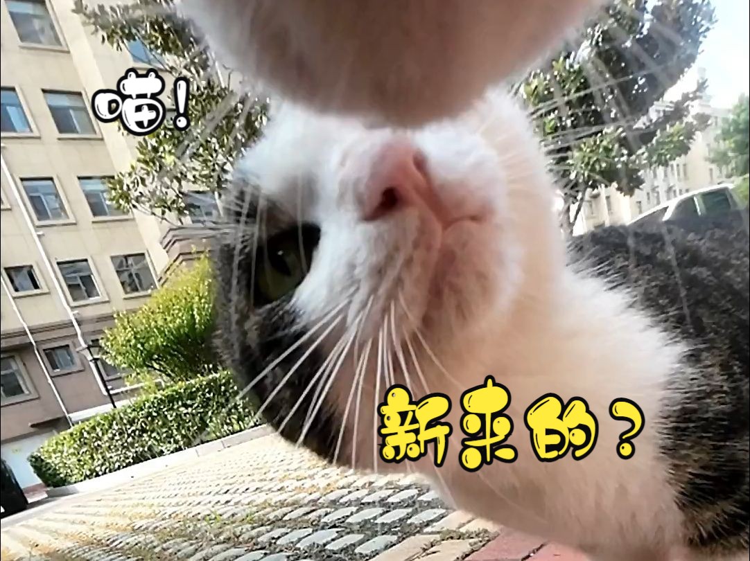 喵呜!新来的猫?本喵咋不认识你??“迷路了?那去我家呀!!”哔哩哔哩bilibili