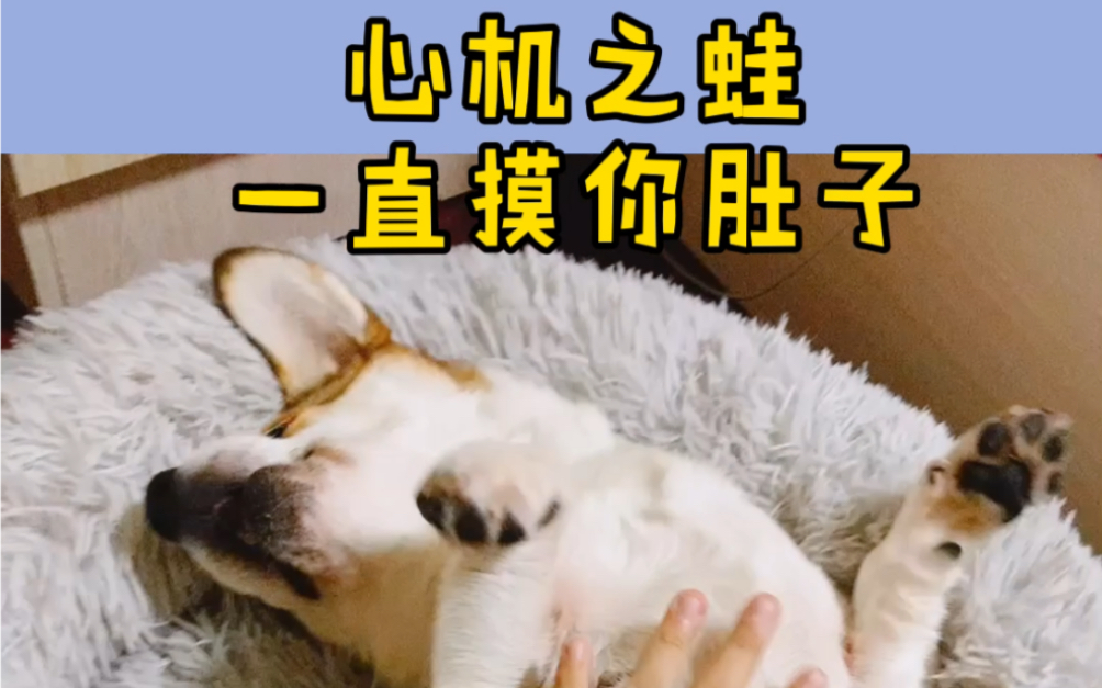 心机之蛙一直摸你肚子