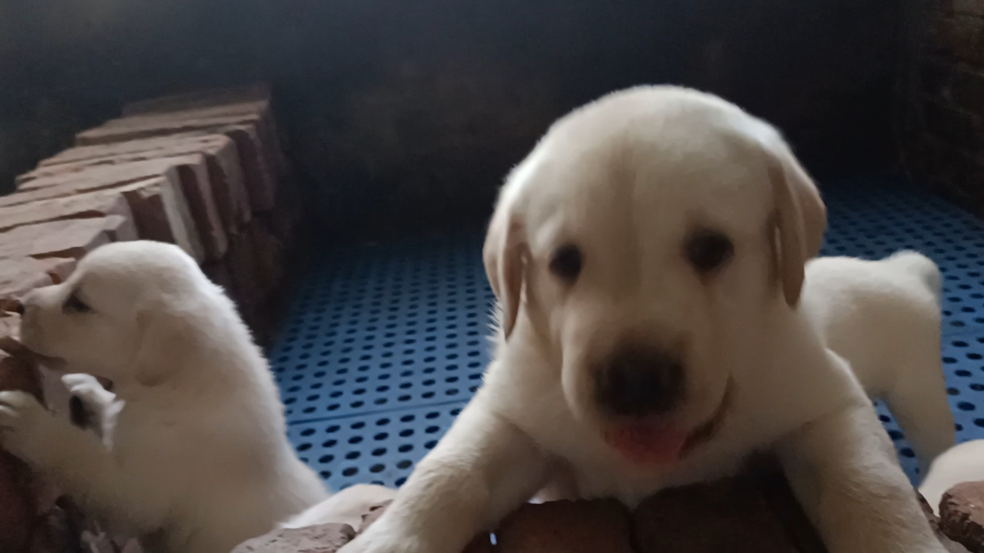 一窝可爱的小拉布拉多