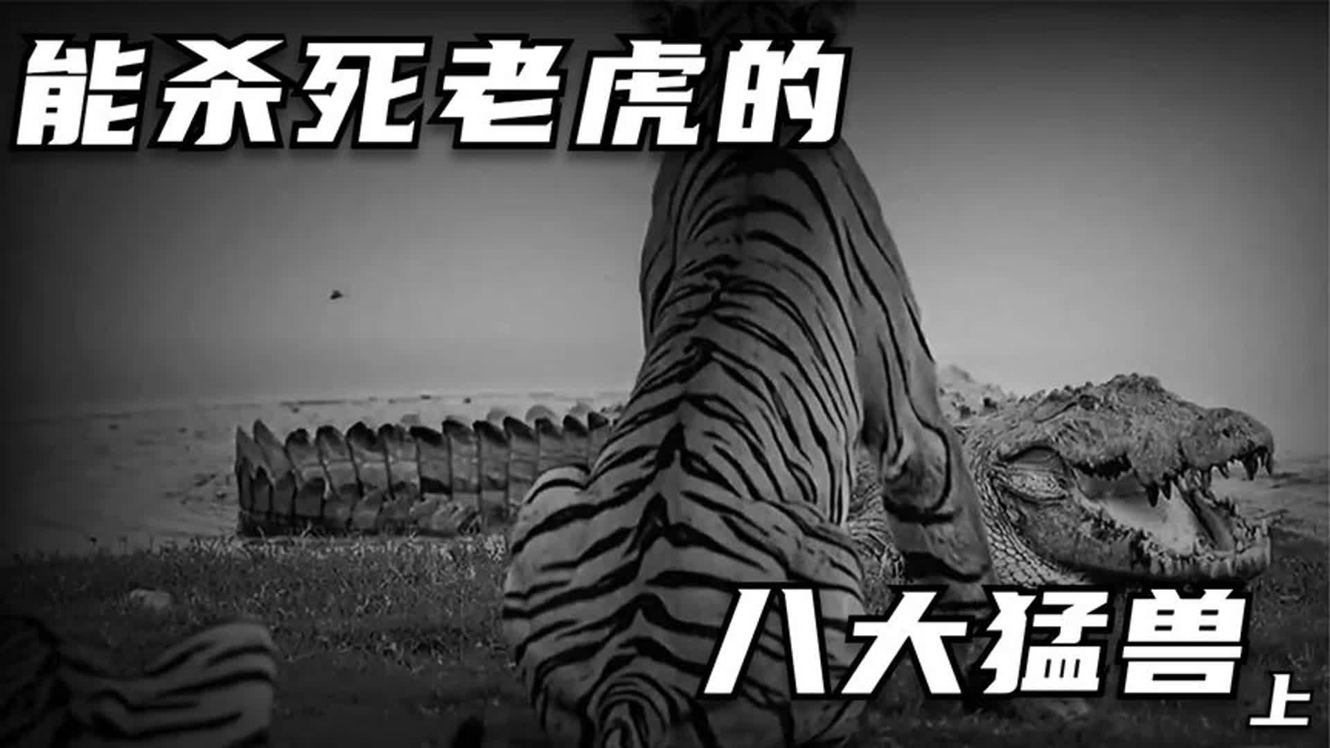 你以为百兽之王,就能横扫整个动物界吗?盘点能杀死老虎的猛兽!