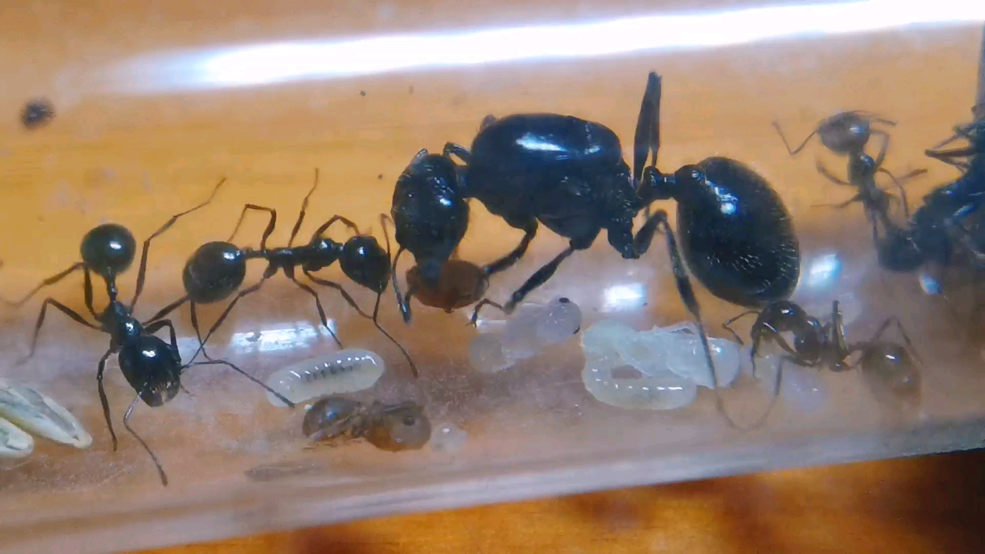 虽慢犹荣白刺收获蚁喂食