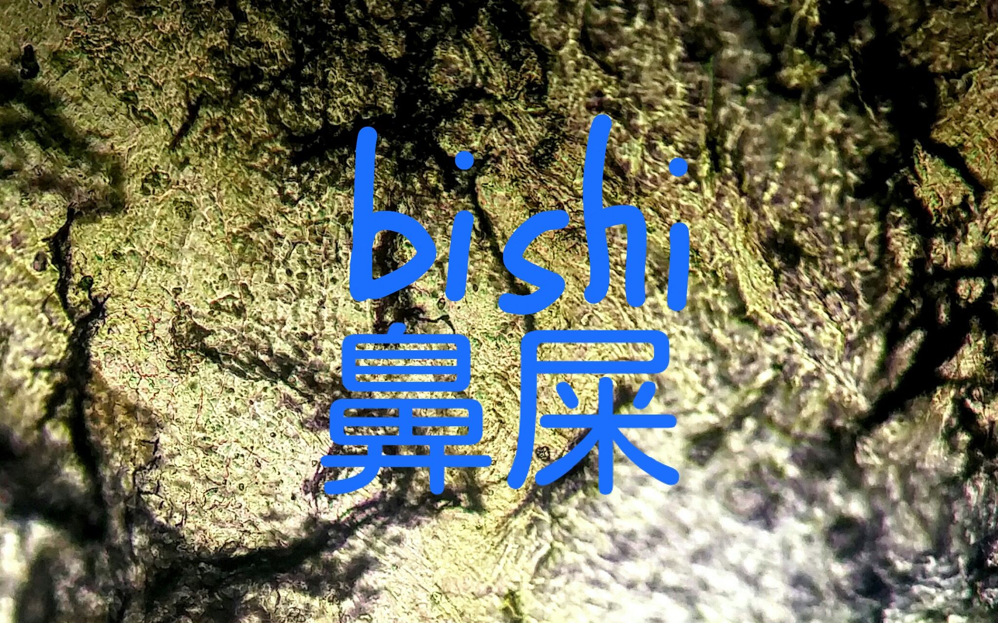 【自制】显微下的鼻屎(b㬳h䫩哔哩哔哩bilibili