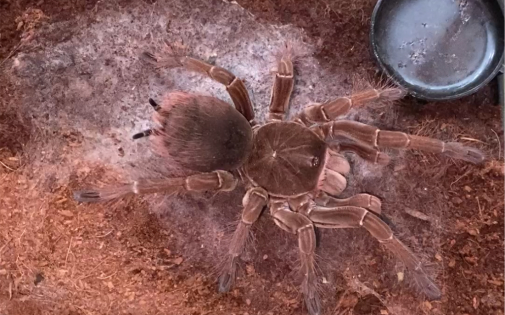 亚马逊巨人蜘蛛