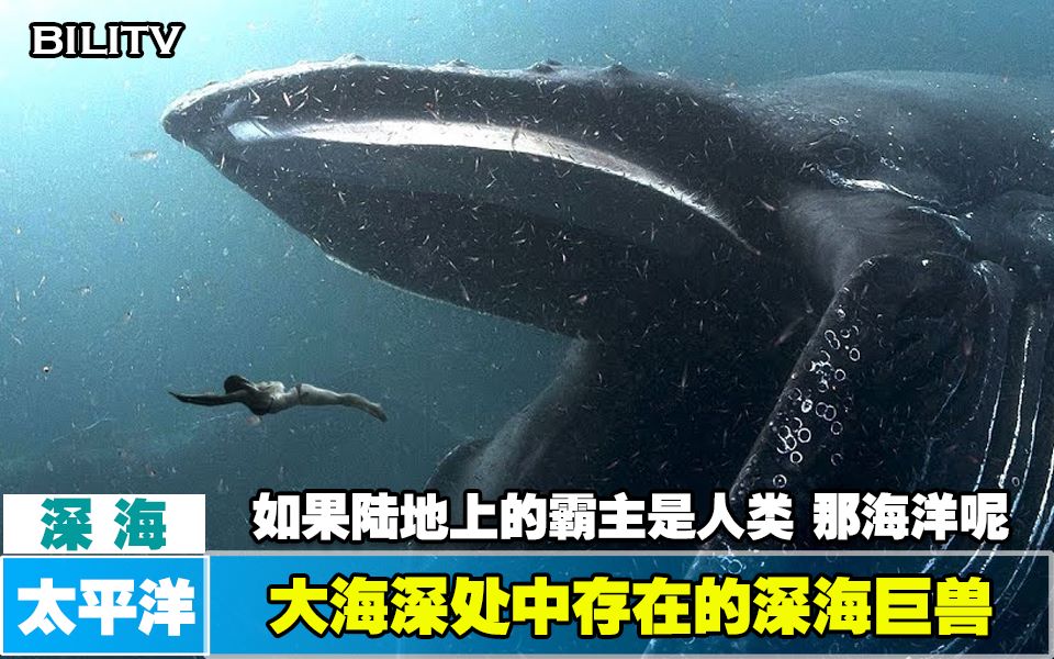 [图]【深海】海洋深处中的可怕巨兽 - 大小排名！