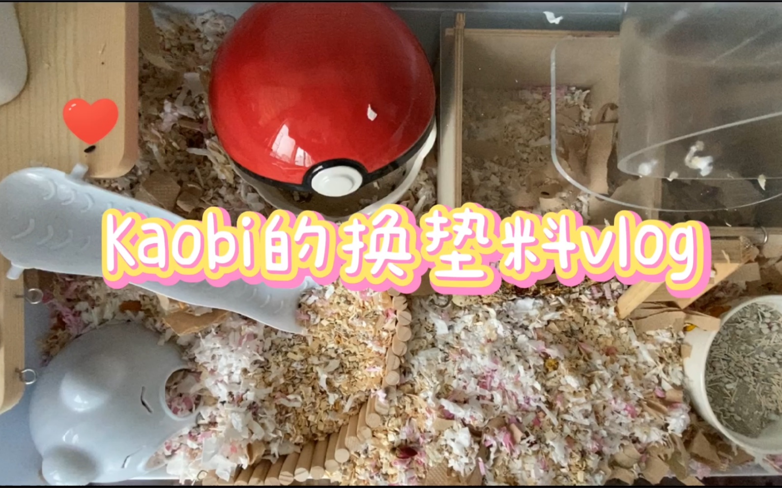 金丝熊Kaobi小土豆的第一次换垫料Vlog+垫料用品分享哔哩哔哩bilibili