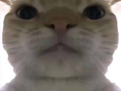 小猫表情包(自拿勿喷)