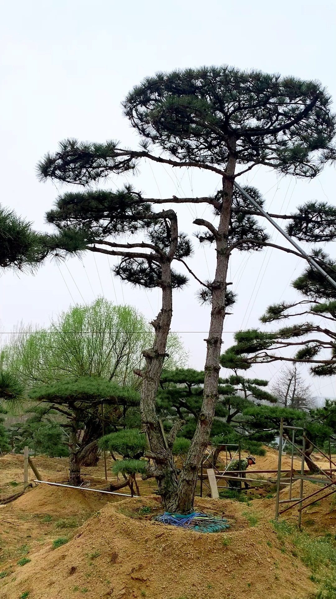 造型松产地介绍图片