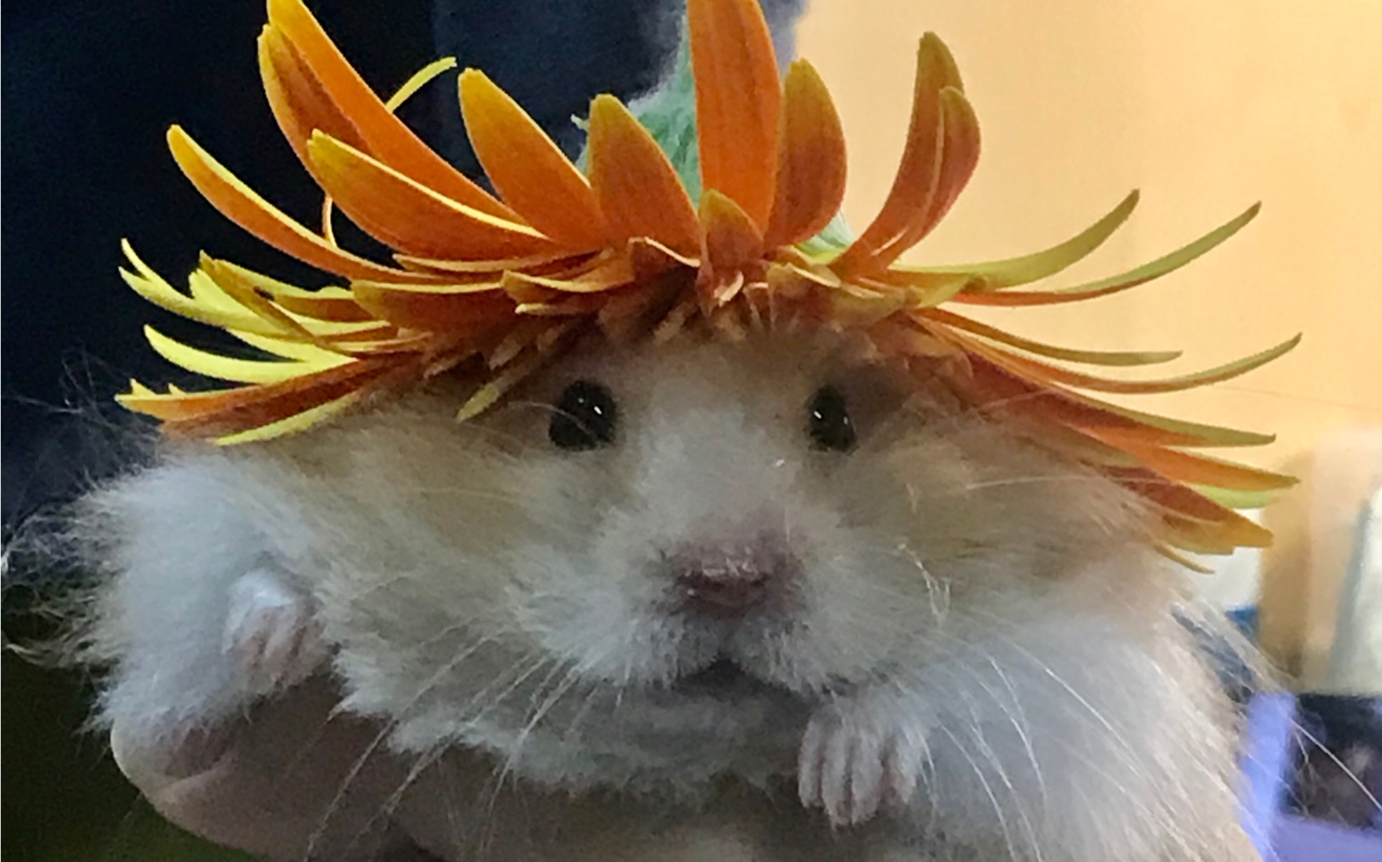 【仓鼠/金丝熊】被太阳花封印的妮妮|迷糊日常