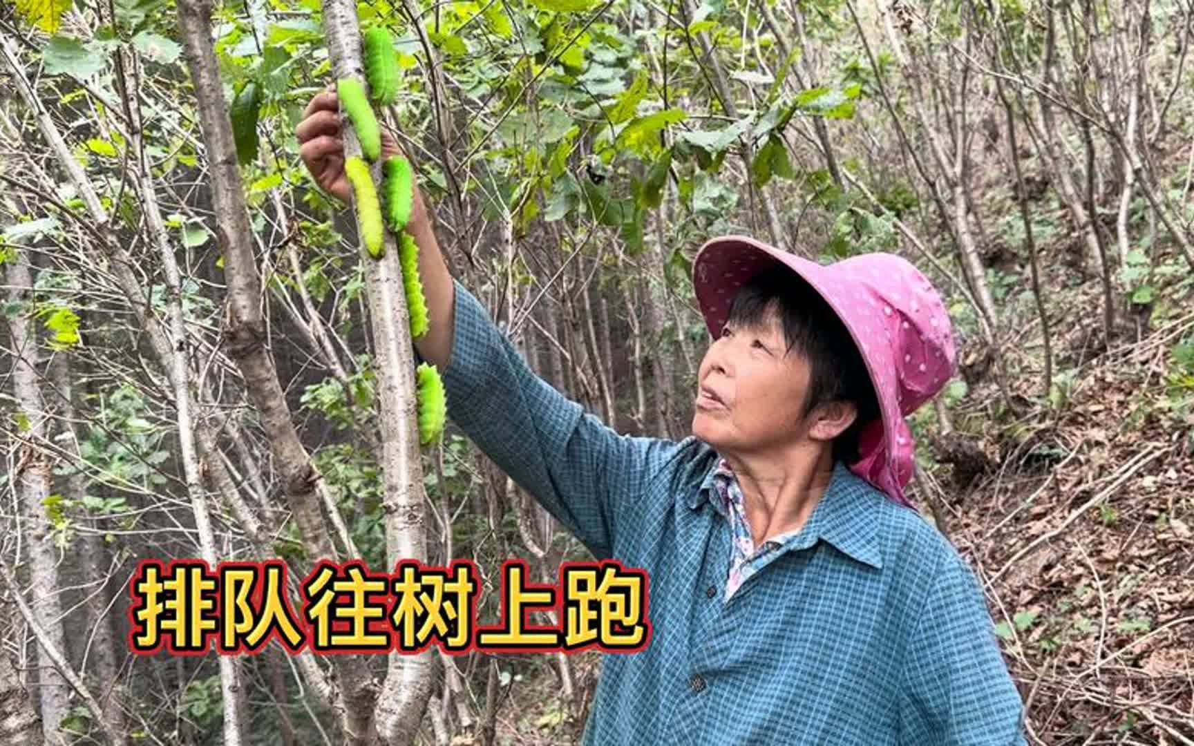 山里养的蚕怕丢,四个人摘茧集中场地,没吐丝做茧排队往树上跑哔哩哔哩bilibili