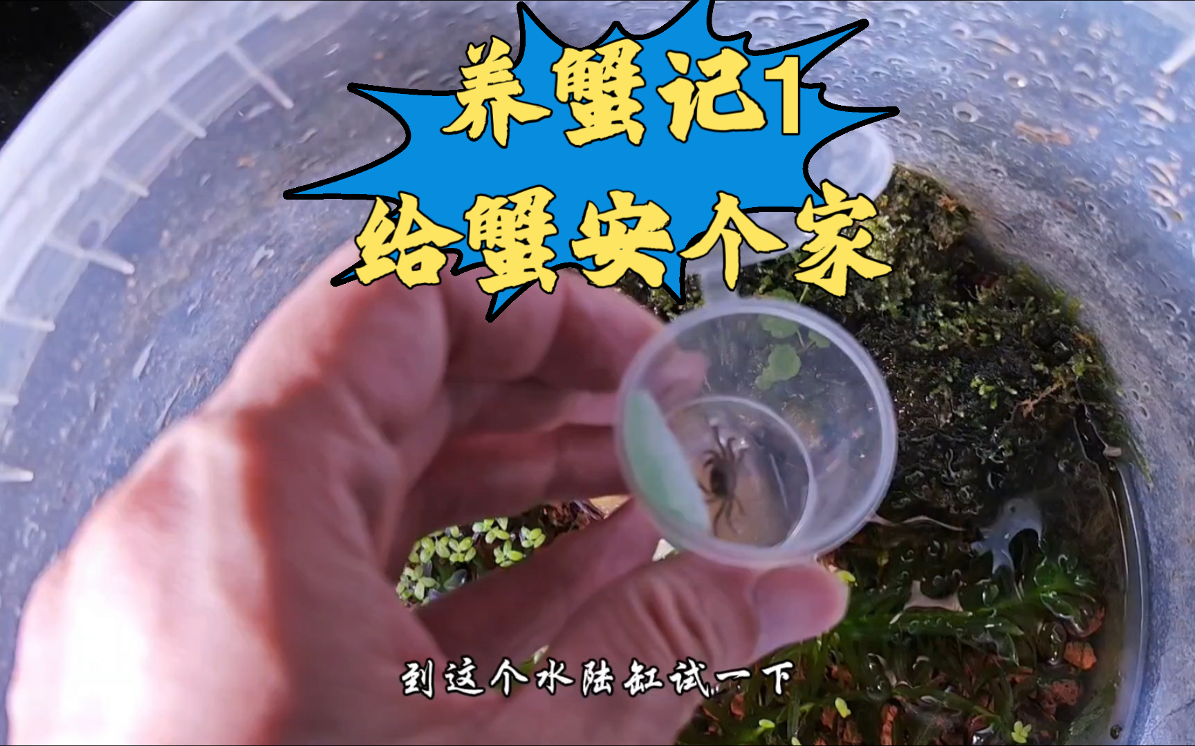 做个水陆缸,给蟹安个家