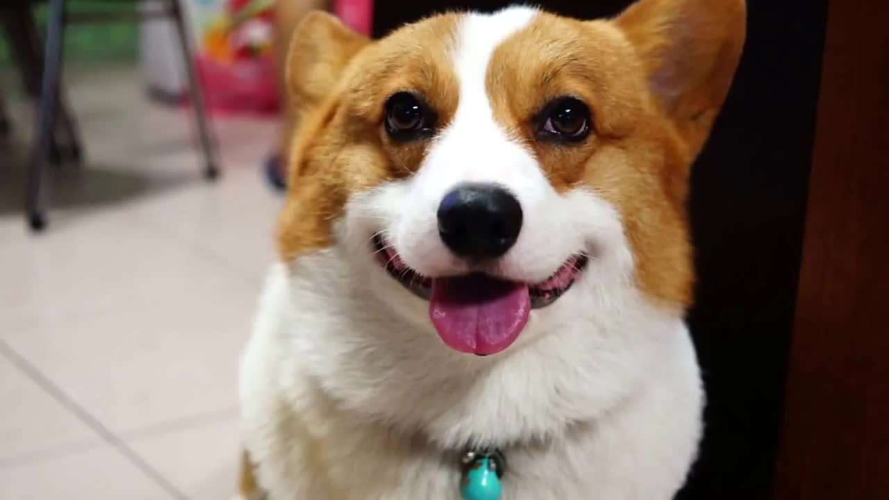 (corgi柯基酒酒) 口水流下了都不知道.