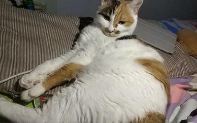 【撸猫日常】论白肚皮有多软