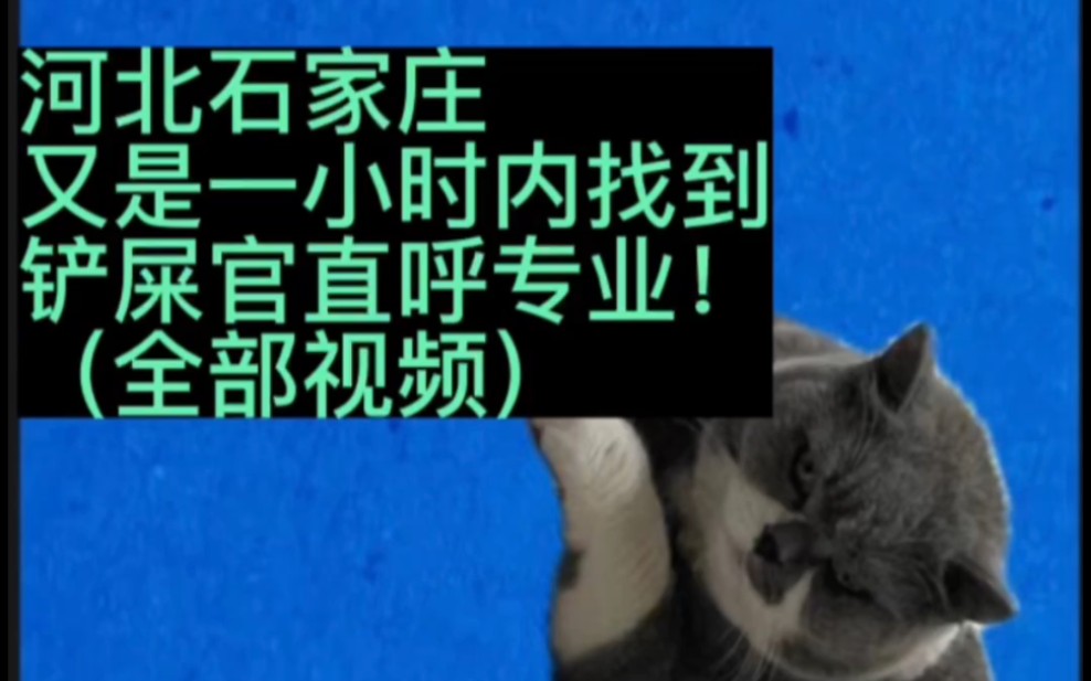 ##找猫方法##柯南寻猫寻狗专业寻宠物团队##河北寻猫##河北找猫团队##石家庄寻猫团队##河北石家庄寻猫##河北寻猫公司##如何快速找猫# #石家庄靠谱...