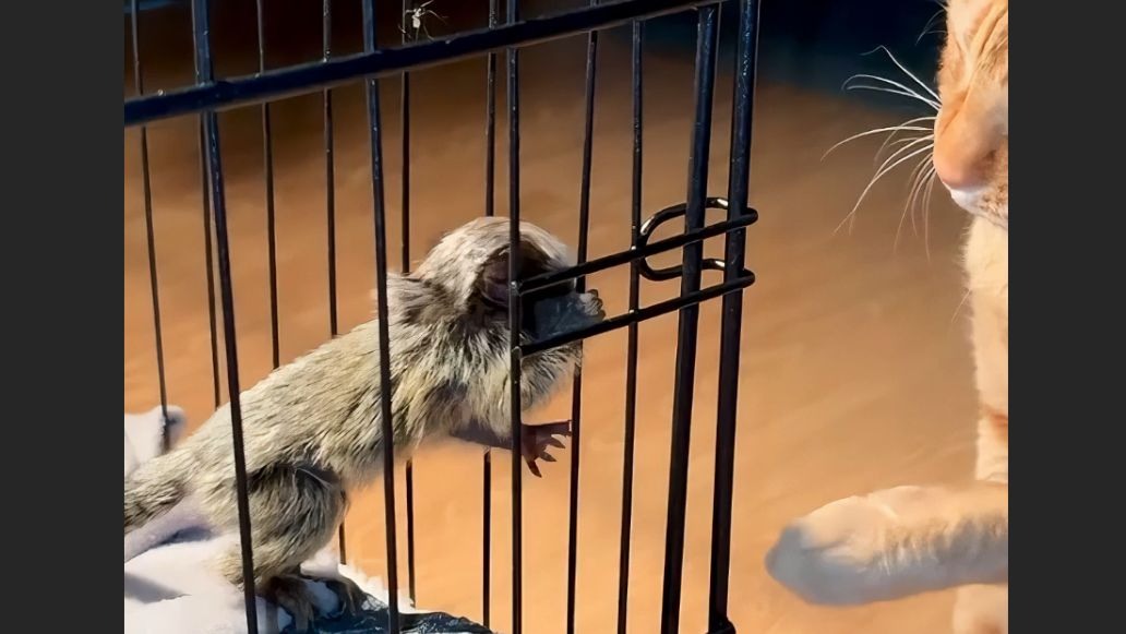 世界上最小的猴子，第一眼以为是仓鼠