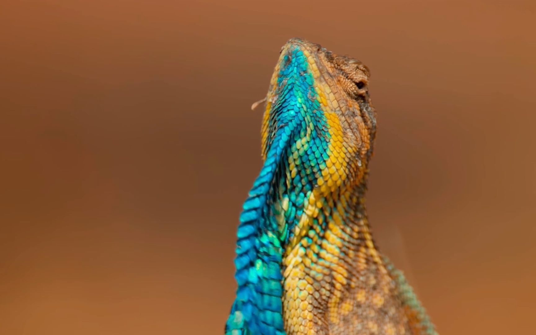 4k超清剪辑 华扇喉蜥的花式求偶大赛