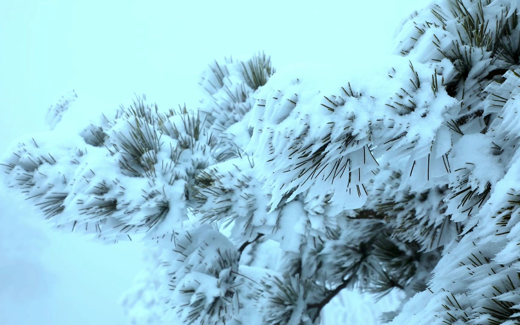 下雪后的天蒙“穿”上了白色的新衣服,这样的天蒙怎么能不爱呢~哔哩哔哩bilibili