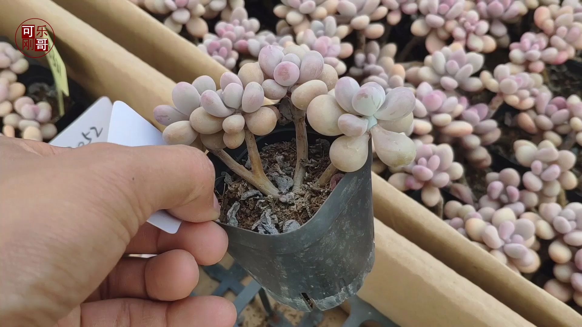 多肉植物里面比较受欢迎的桃蛋也是分很多种类的,今天对比看看!