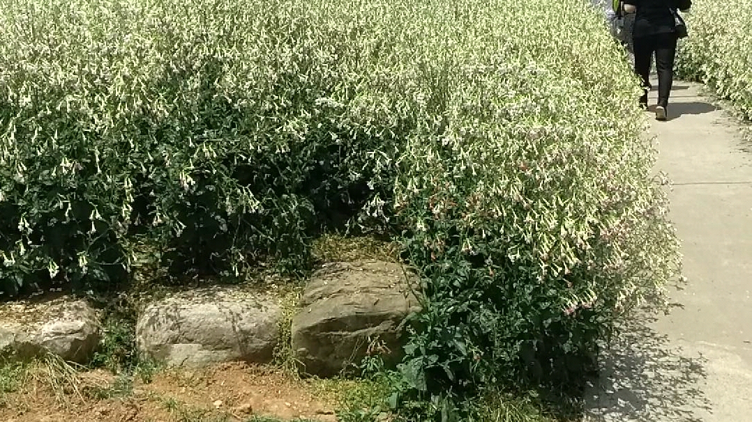 [图]新津 花舞人间