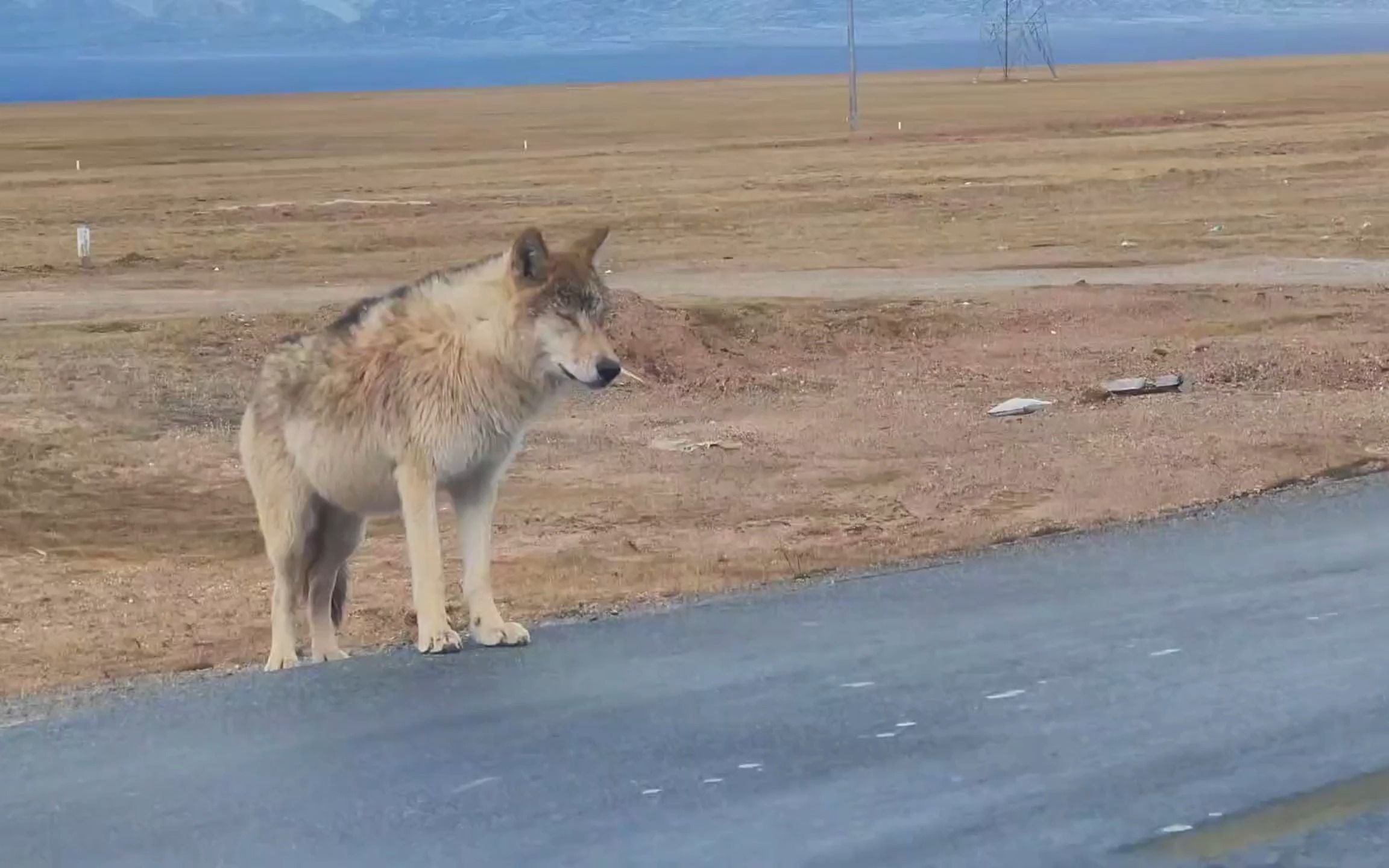 可可西里网红狼,肚子吃的胖嘟嘟,被送走自己又跑了回来!