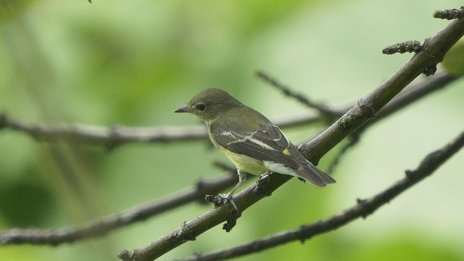 【行为图鉴】白眉姬鹟 雌鸟在树枝上 hdr