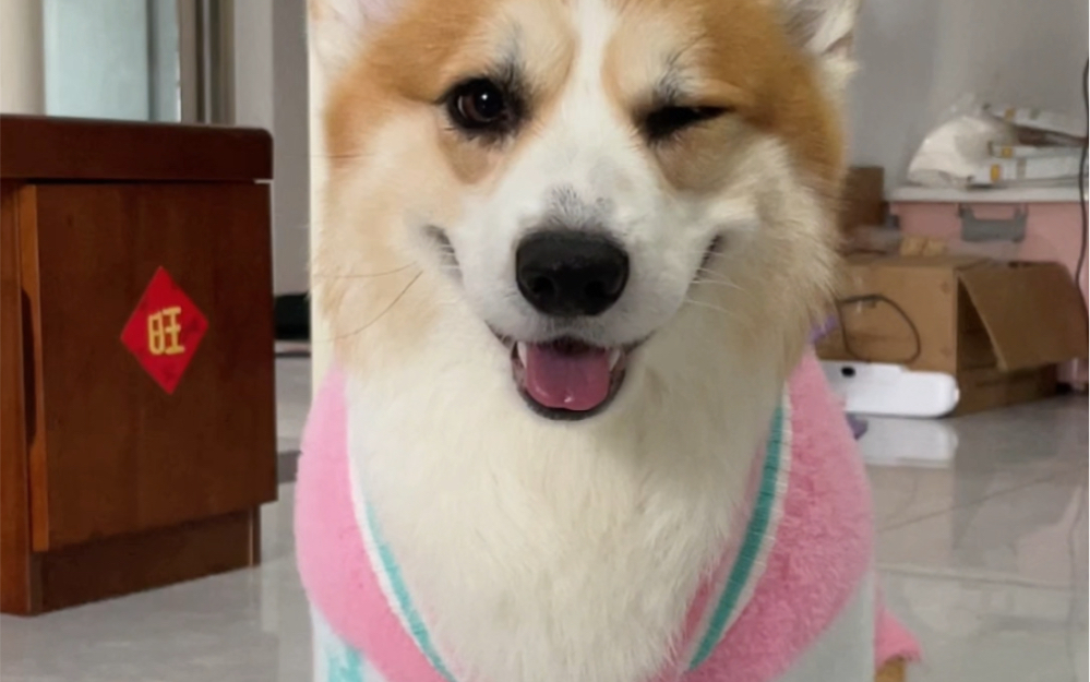 穿粉嫩棒球衣的臭美小狗,朝你抛媚眼求夸