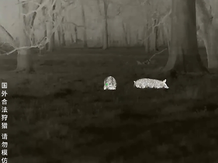 用国产热成像狩猎,再聪明的猎物也在劫难逃