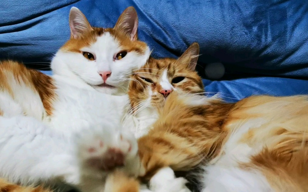 两只猫咪靠在一起,好温馨呀_哔哩哔哩_bilibili