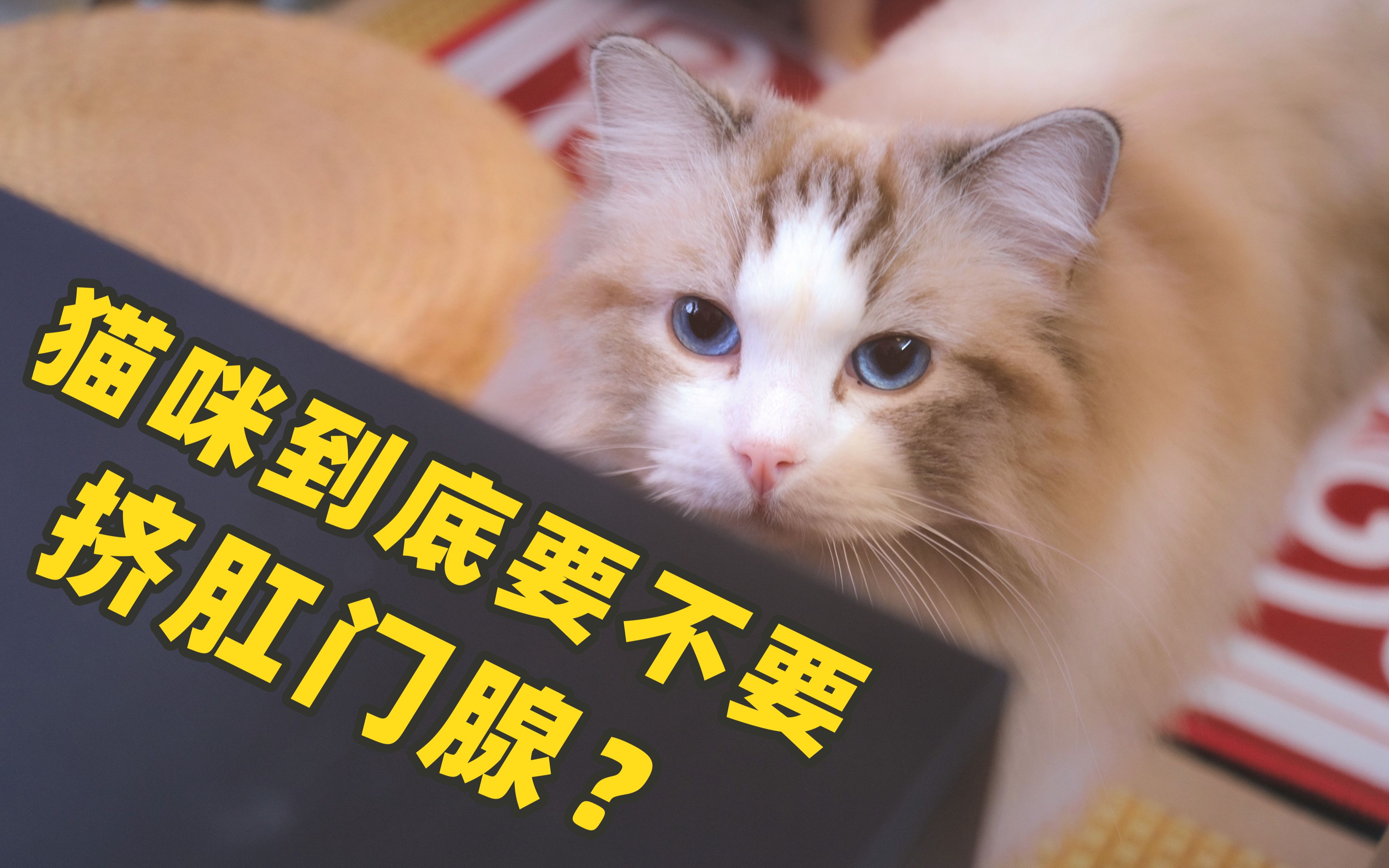 肛门腺是什么?猫咪要挤肛门腺嘛??哔哩哔哩bilibili