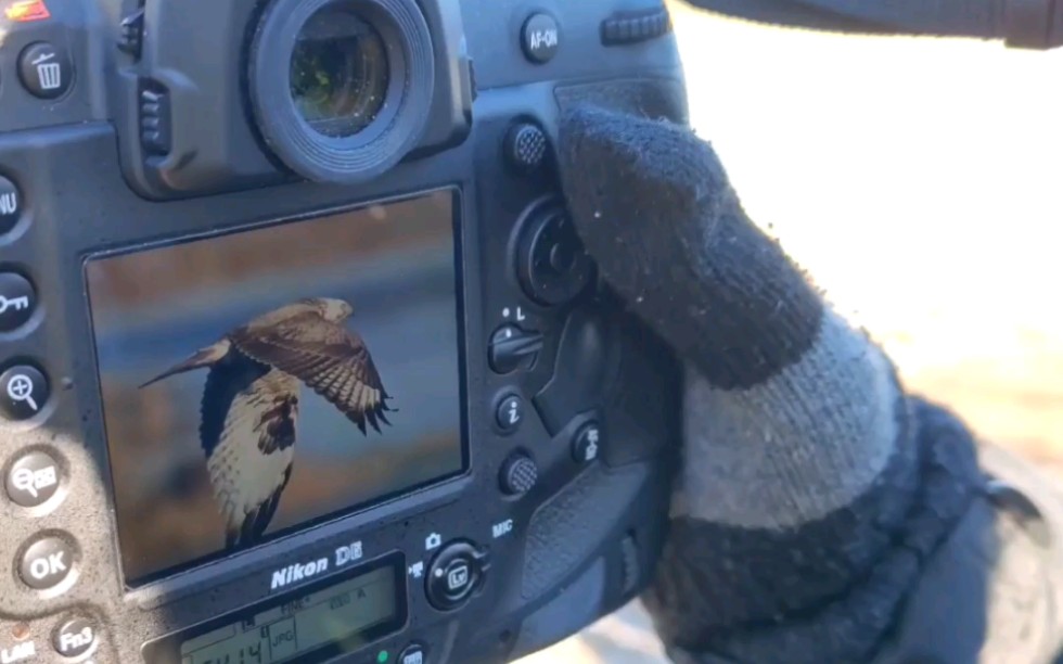 退休的70岁大爷扛着6万的设备拍鸟看看这个是什么水平