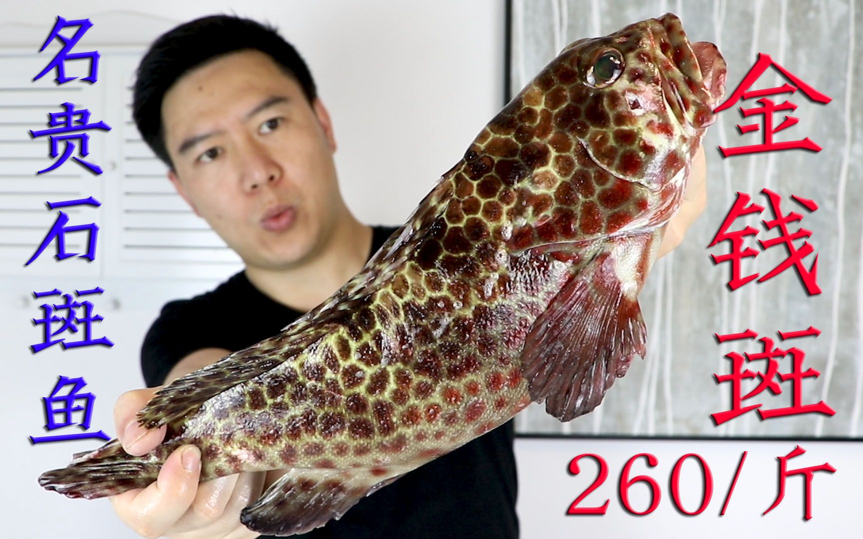 活动  650元买一条名贵石斑鱼金钱斑,肉质雪白细嫩,是鱼中的上品