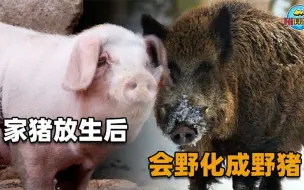 Download Video: 家猪放生一年后，就会野化成有獠牙的野猪，这是什么原理？