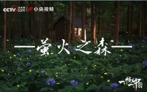 Tải video: 梦幻！浪漫夏夜，萤火虫林间飞舞似繁星点点