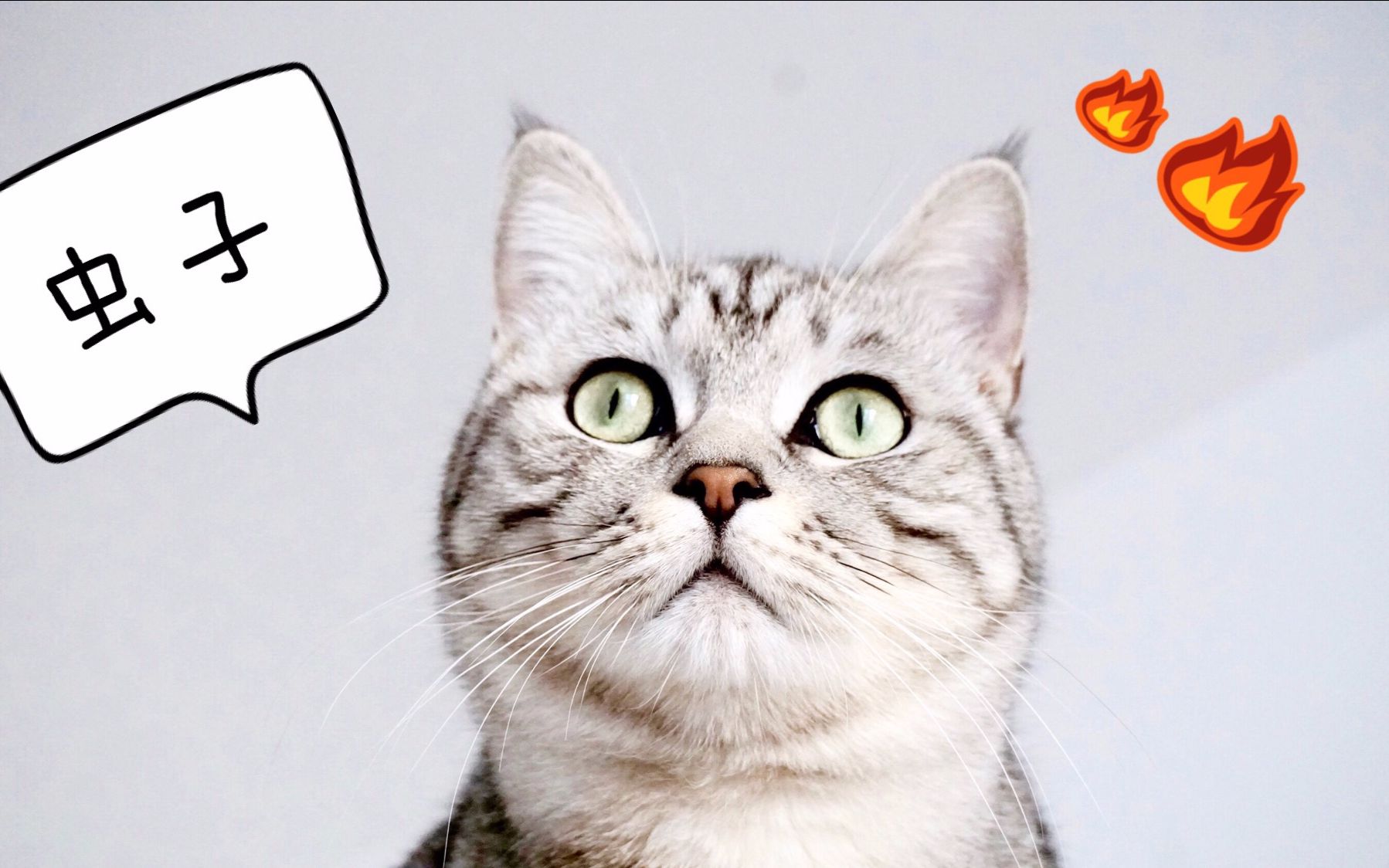 猫咪抓飞虫实况:看到飞虫急的上蹿下跳直嚷嚷,不抓到不罢休!