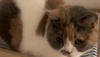 猫猫