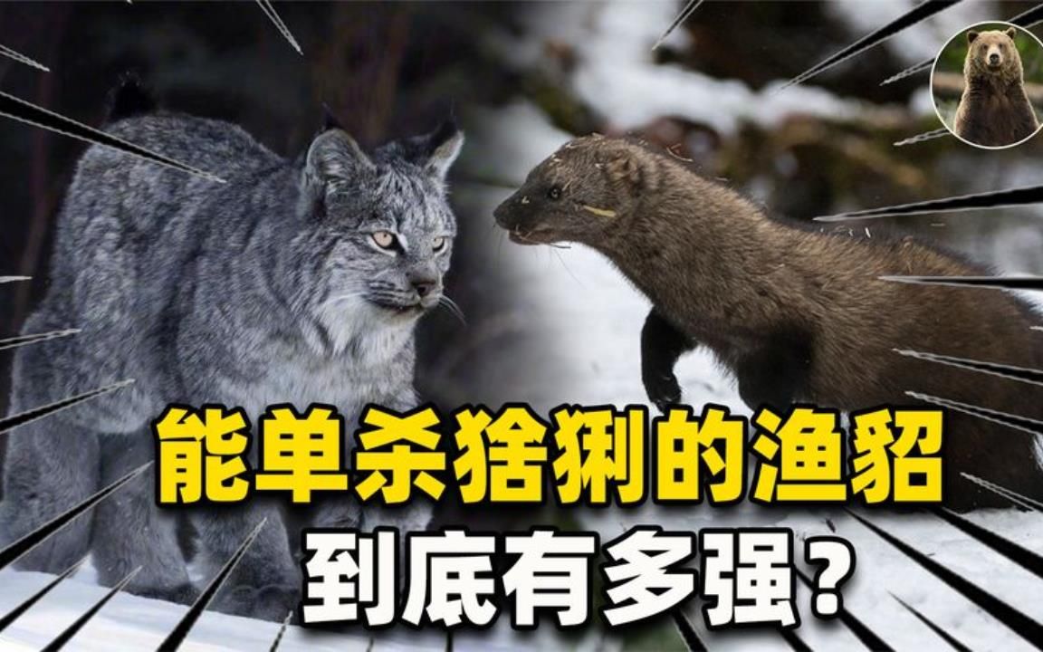 生擒加拿大猞猁智取豪猪体型不大的渔貂到底有多强