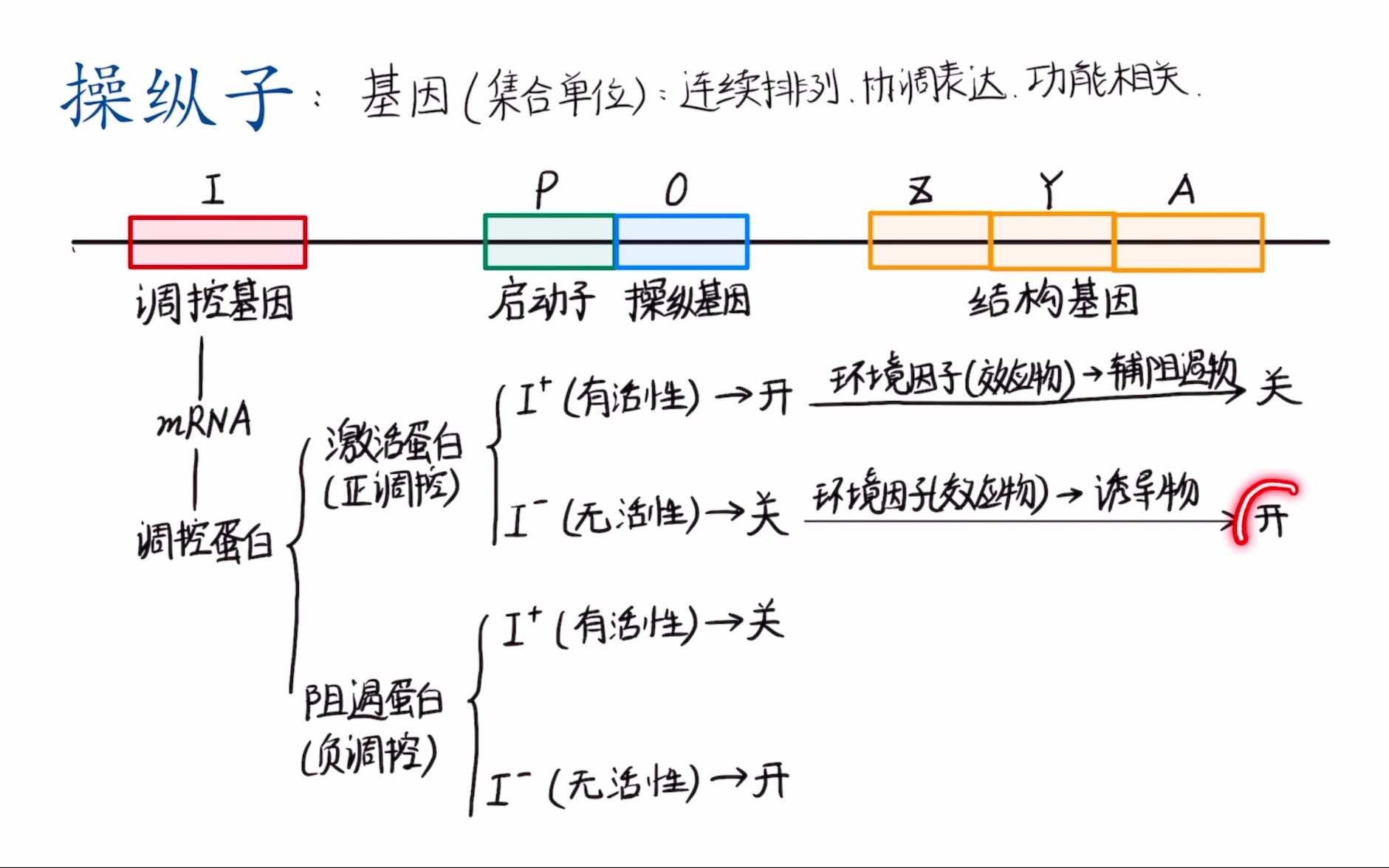 73.分子生物学/原核生物的基因表达调控/操纵子哔哩哔哩bilibili