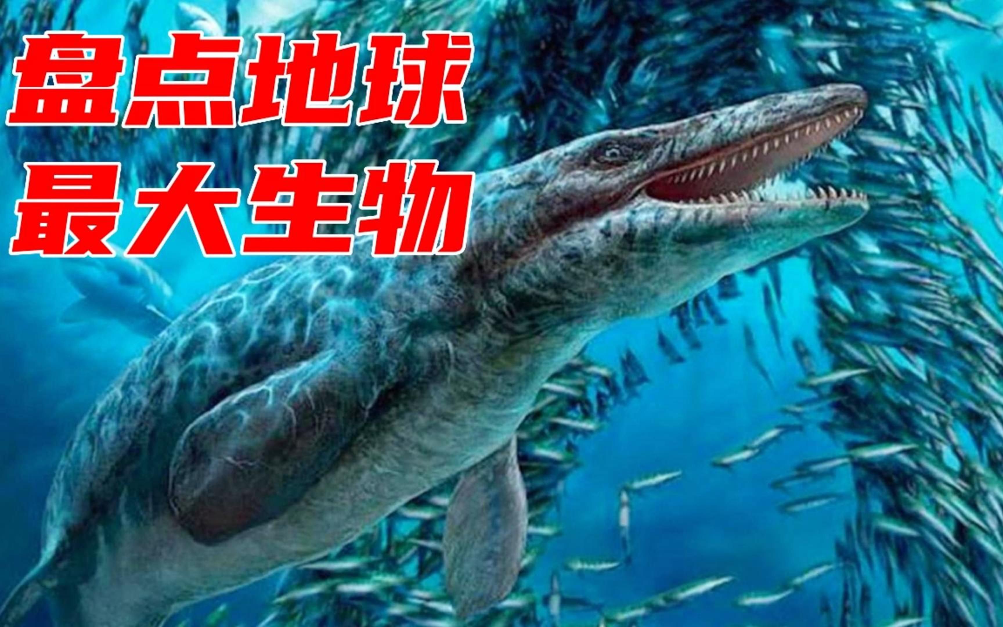 盘点10种地球上的最大生物哔哩哔哩bilibili