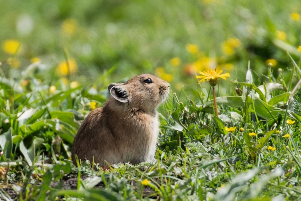 高原鼠兔#若尔盖大草原#川西旅游