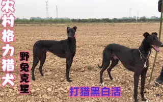 格力犬 搜索结果 哔哩哔哩 Bilibili