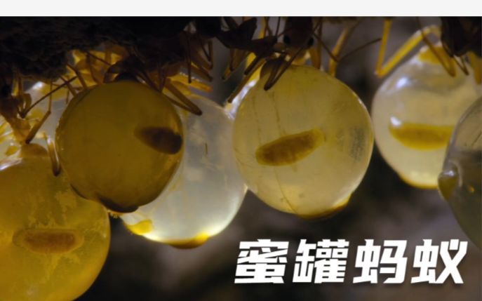 [图]蜜罐蚂蚁《小小世界》第二季精彩剪辑