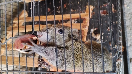 给松鼠喂吃的时候,老怕被咬了,它胆子太小了
