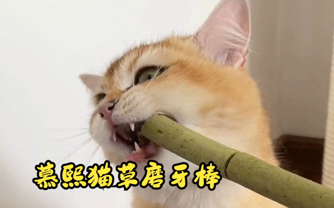 嘎嘣脆的猫草磨牙棒也太酷辣! 嫌种猫草麻烦的铲屎官快给自己家小猫咪也安排上慕熙猫草磨牙棒!哔哩哔哩bilibili