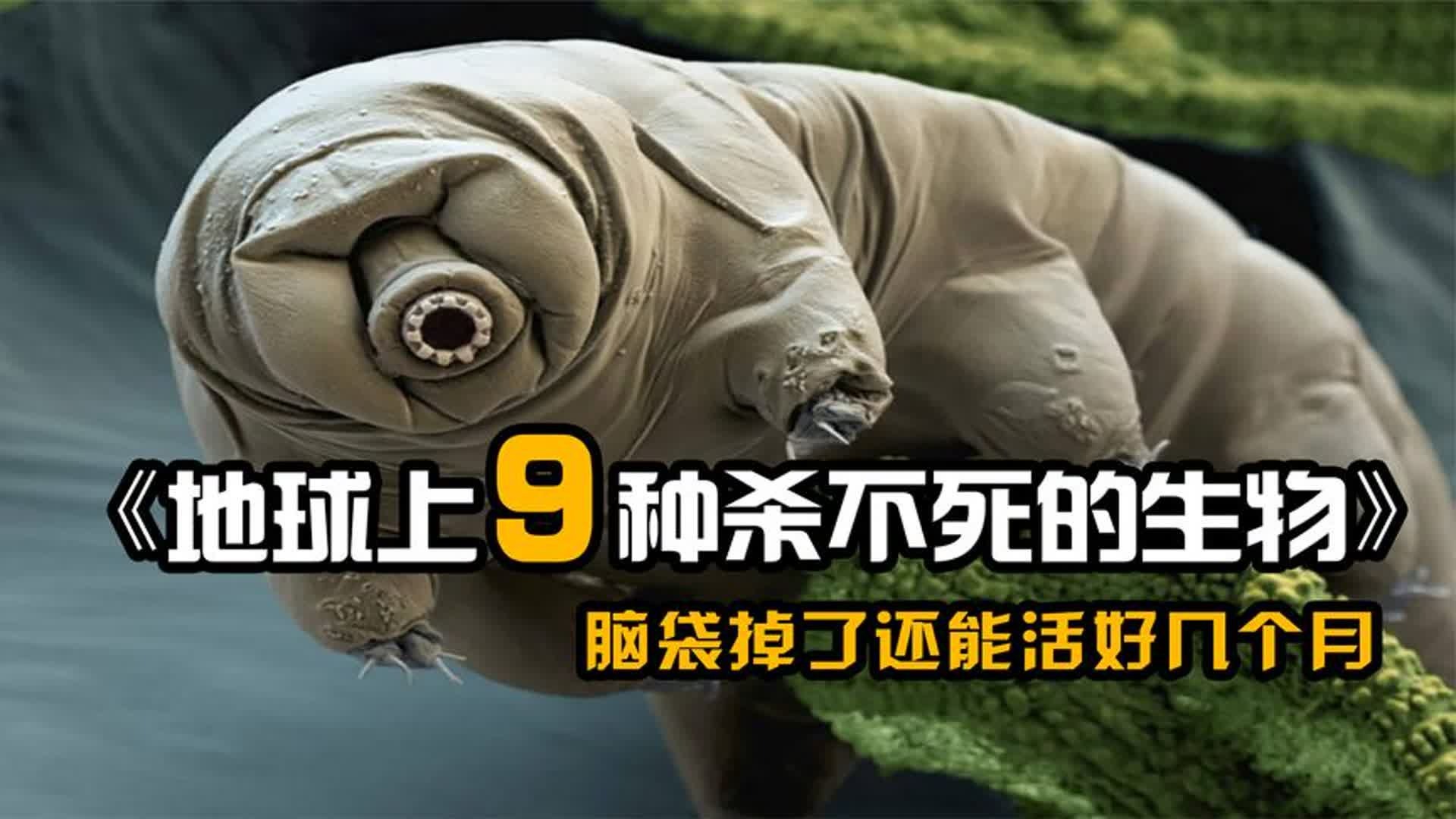 世界上杀不死的8种人