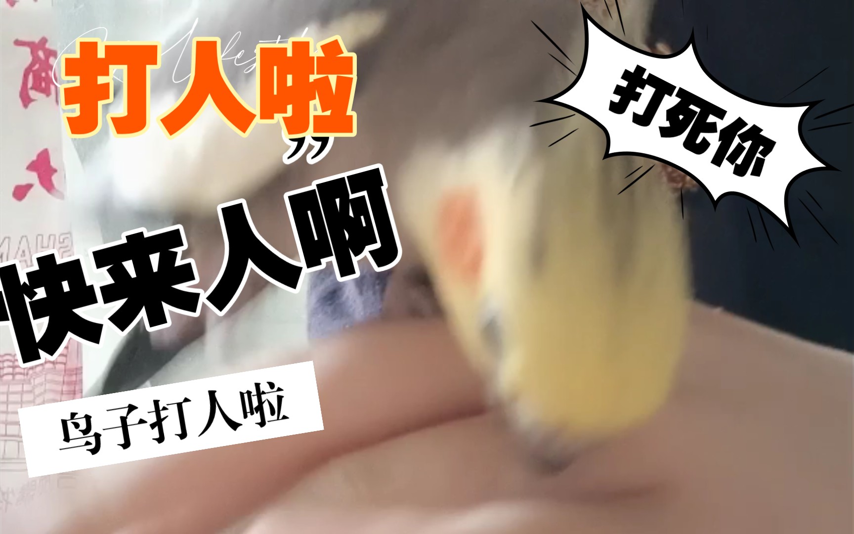 [鹦鹉皮蛋蛋]生吃个人,我很抱歉