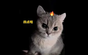 Скачать видео: 怎么会有凌晨四点叫人起床的猫啊！