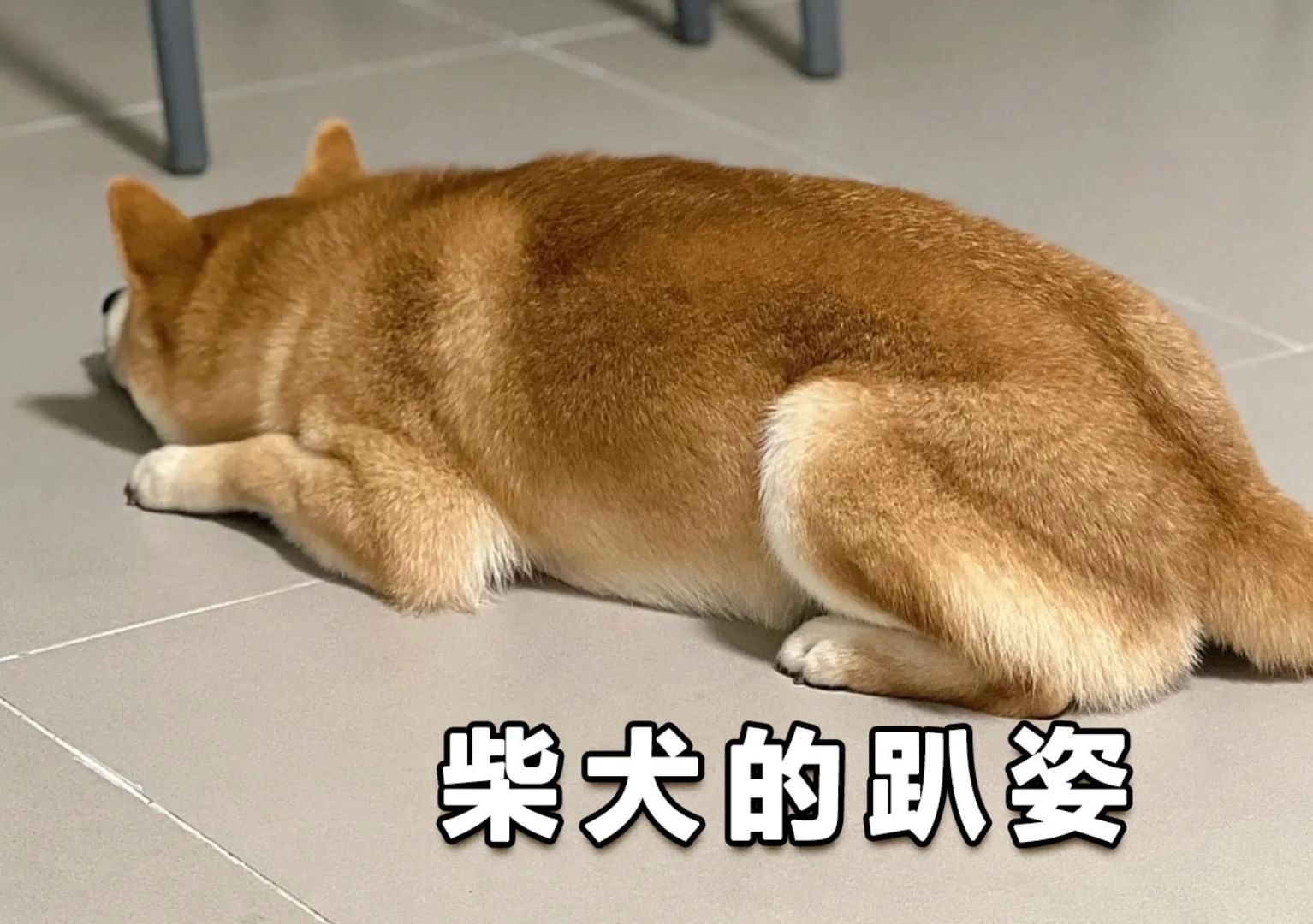 盘点柴犬的可爱趴姿,被它萌化了哔哩哔哩bilibili