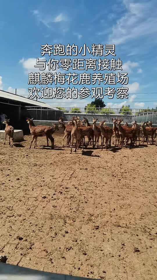 梅花鹿养殖前景和未来发展的趋势(梅花鹿养殖条件地区,梅花鹿养殖的前景怎么样?)