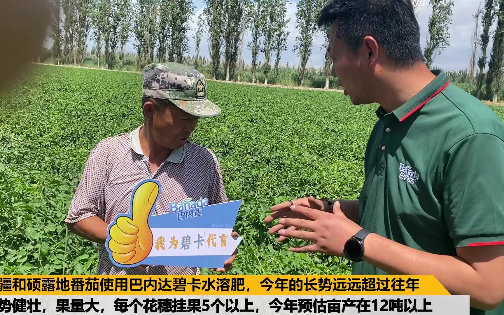 露地番茄种植技术新疆和硕露地番茄使用碧卡水溶肥,今年的长势远远超过往年,长势健壮,果量大,每个花穗挂果5个以上,今年预估亩产在12吨以上哔...