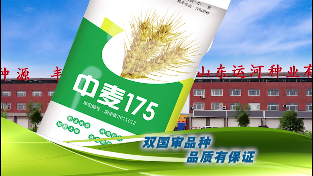 中麦175山东运河种业运河种业