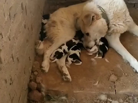 一窝纯正血统太行犬降生,狗麻麻无微不至
